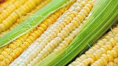 Huellas y saberes: El cultivo del maiz y la arepa de choclo en Sonsón