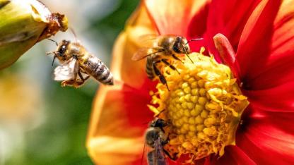 Taller: Seducción que da frutos, vínculos entre plantas y abejas